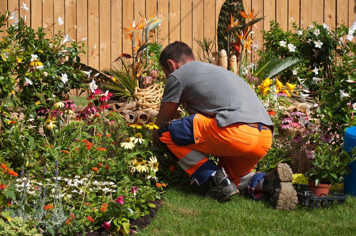 plantation de fleurs et plantes